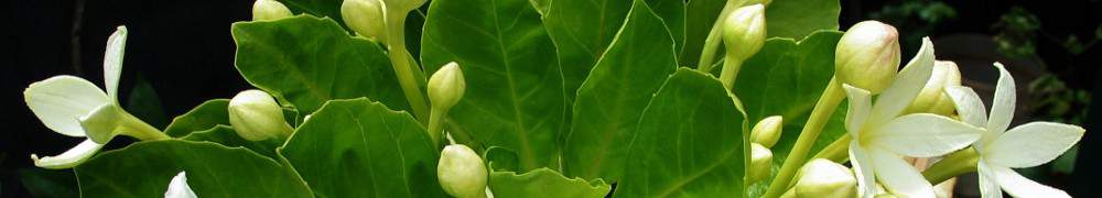 Recettes végétariennes de CC-cuisine