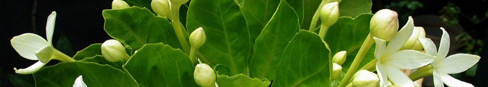 Recettes végétariennes de Fenouil